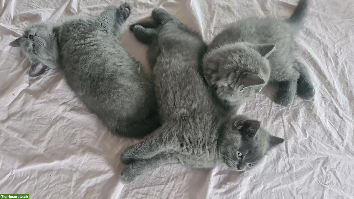 Bild 3: BKH Kitten, 3 Kater, geb. 18.05.26, entwurmt & 1. Impfung