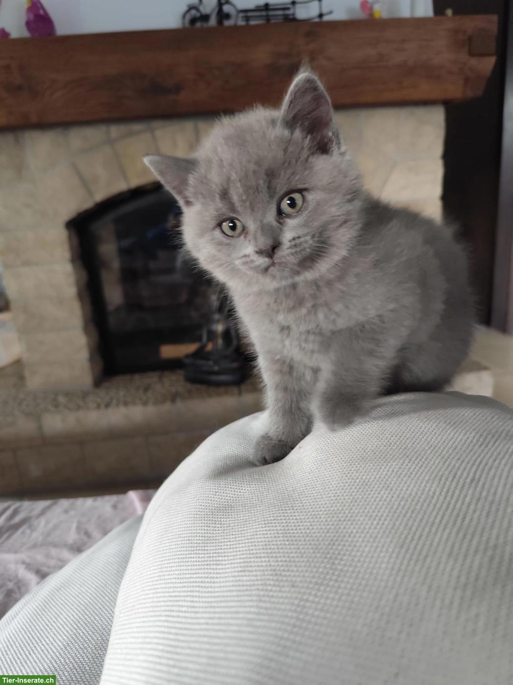 Bild 4: BKH Kitten, 3 Kater, geb. 18.05.26, entwurmt & 1. Impfung