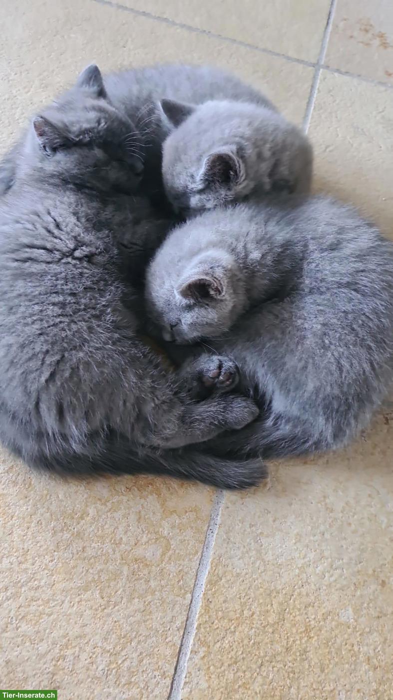 Bild 5: BKH Kitten, 3 Kater, geb. 18.05.26, entwurmt & 1. Impfung