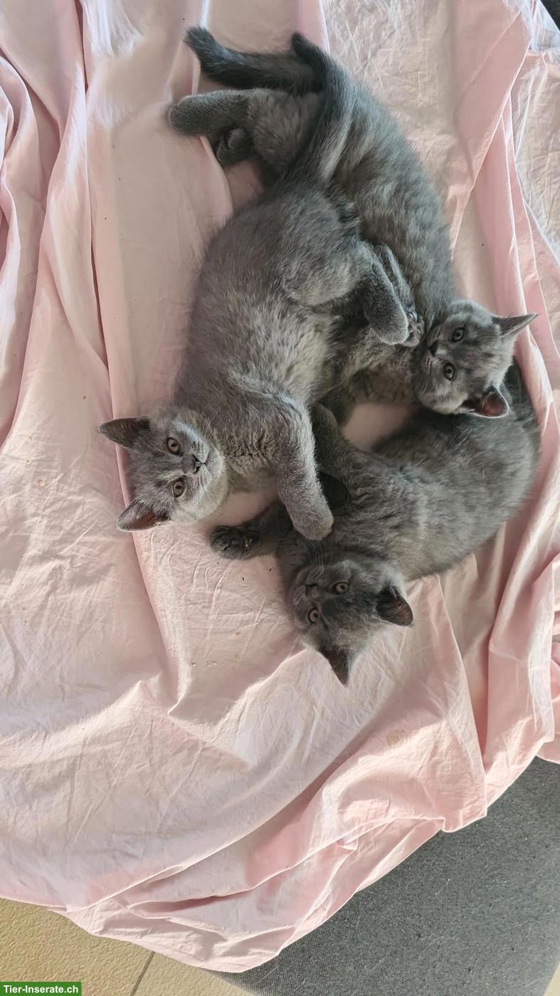 Bild 6: BKH Kitten, 3 Kater, geb. 18.05.26, entwurmt & 1. Impfung