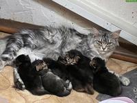 Britisch Langhaar x Maine Coon Mix Kitten