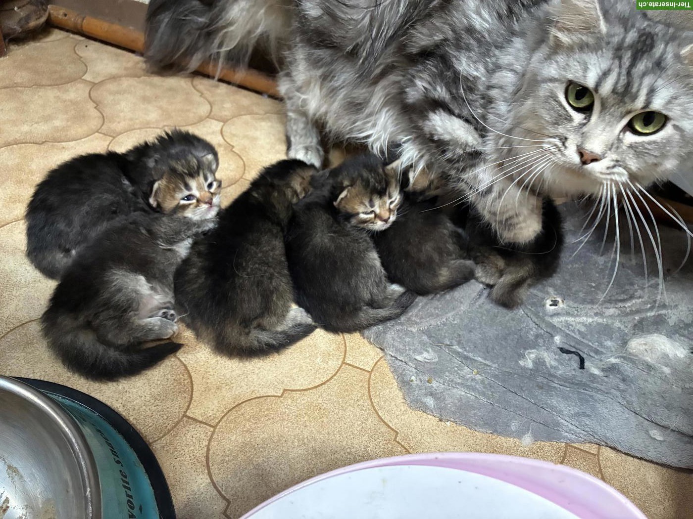 Bild 2: Britisch Langhaar x Maine Coon Mix Kitten
