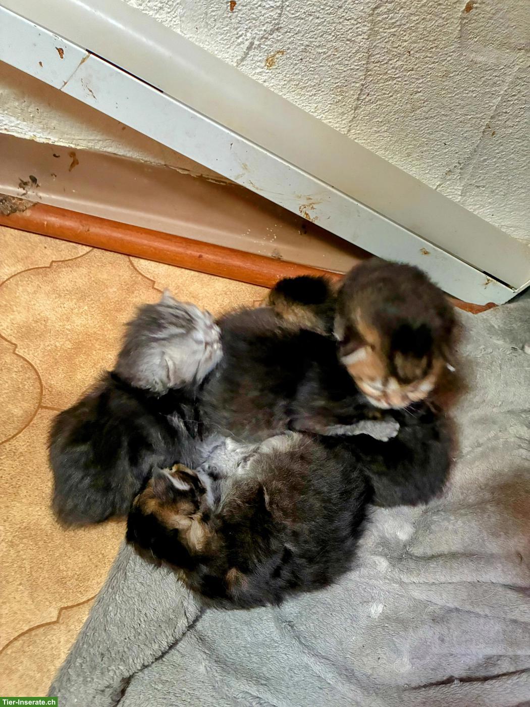 Bild 3: Britisch Langhaar x Maine Coon Mix Kitten