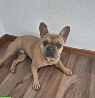 Französischer Bulldogge Milo sucht liebevolles Zuhause