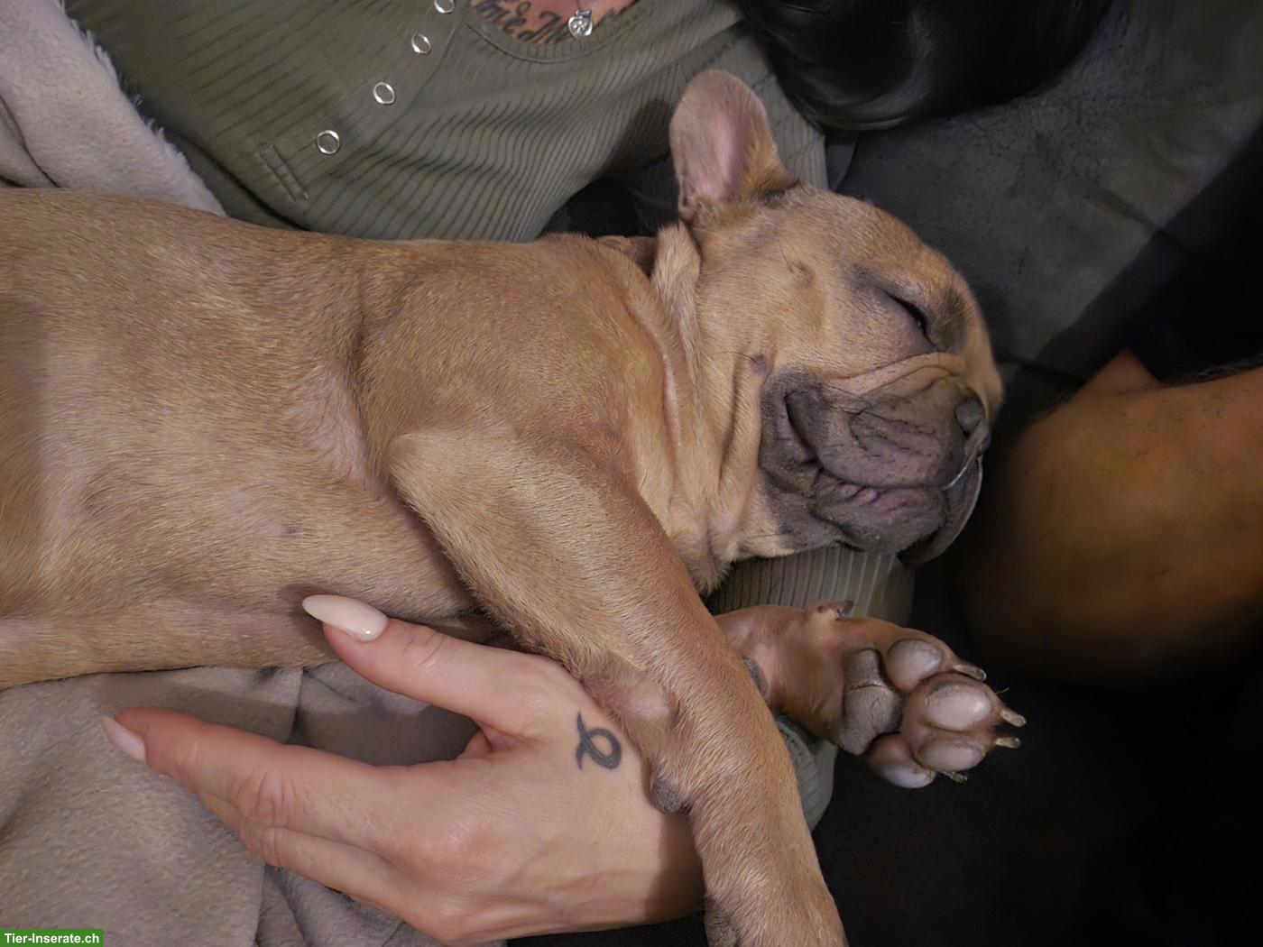 Bild 4: Französischer Bulldogge Milo sucht liebevolles Zuhause