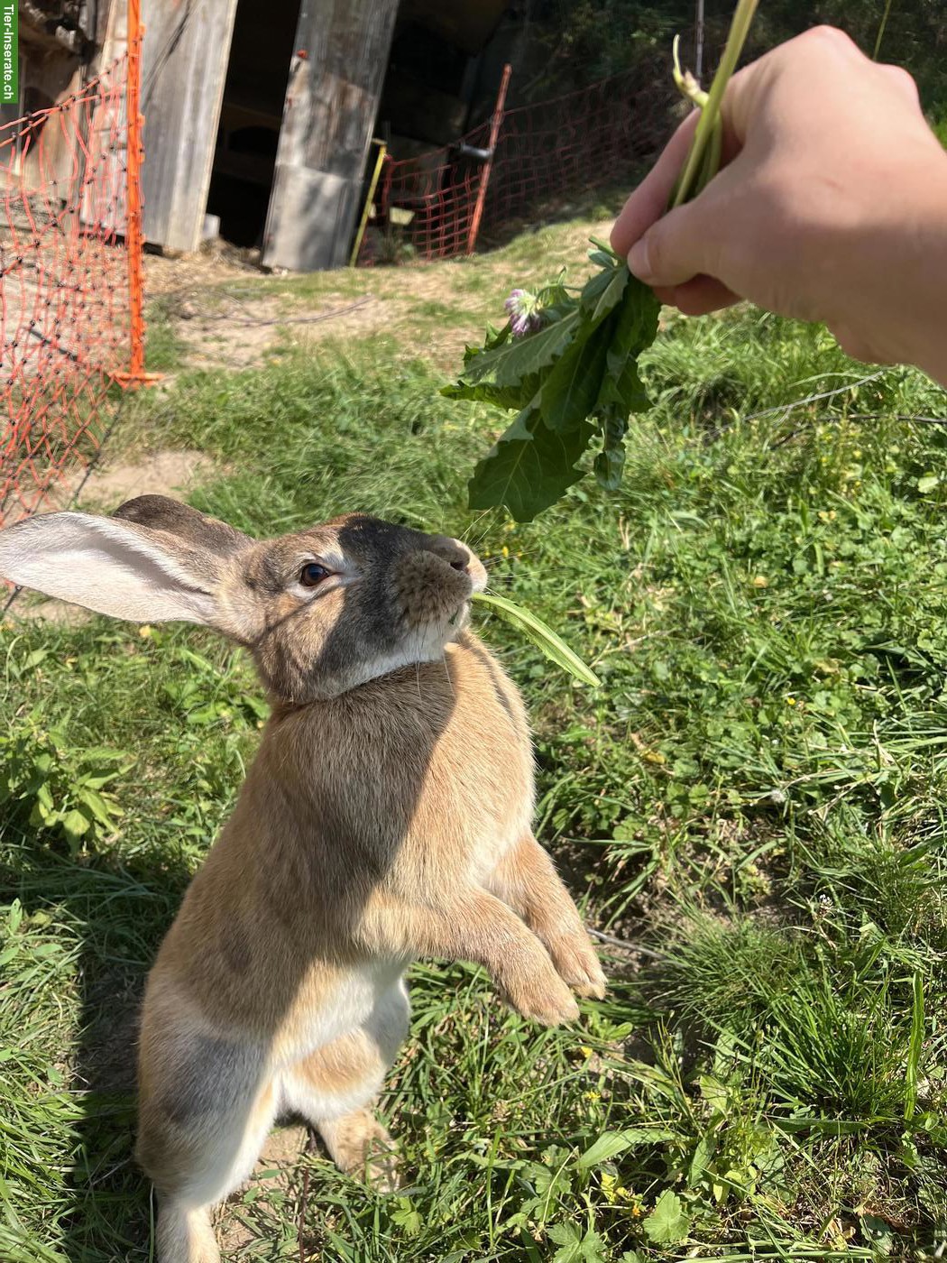 Kaninchen Bock sucht neues Zuhause
