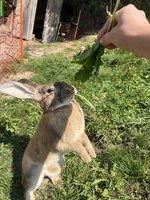 Kaninchen Bock sucht neues Zuhause