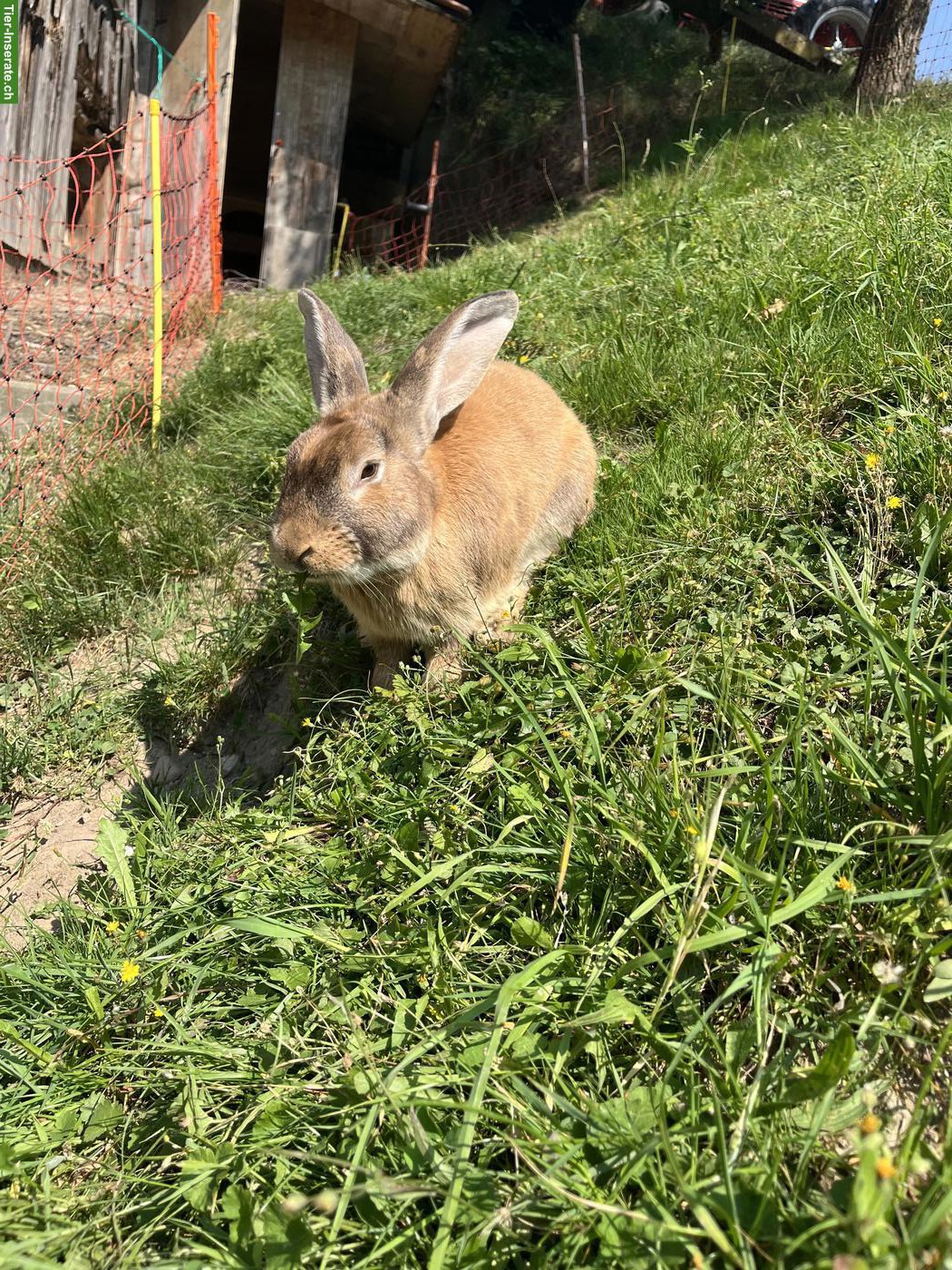 Bild 2: Kaninchen Bock sucht neues Zuhause
