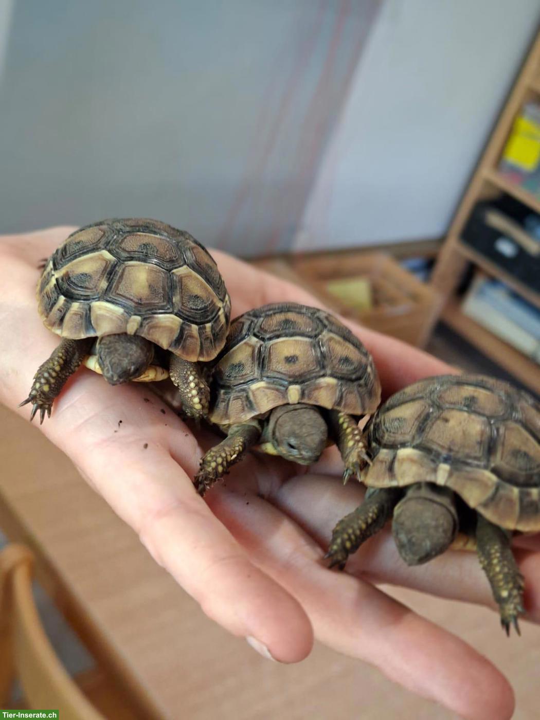 Griechische Landschildkröten Babys zu verkaufen