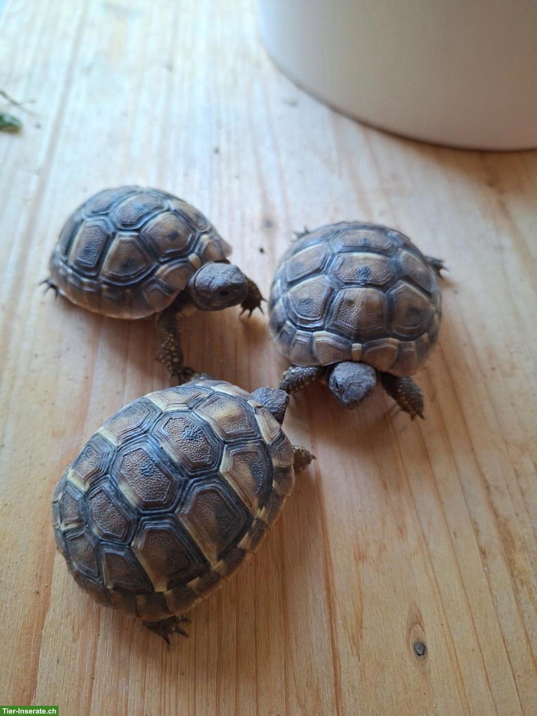 Bild 2: Griechische Landschildkröten Babys zu verkaufen
