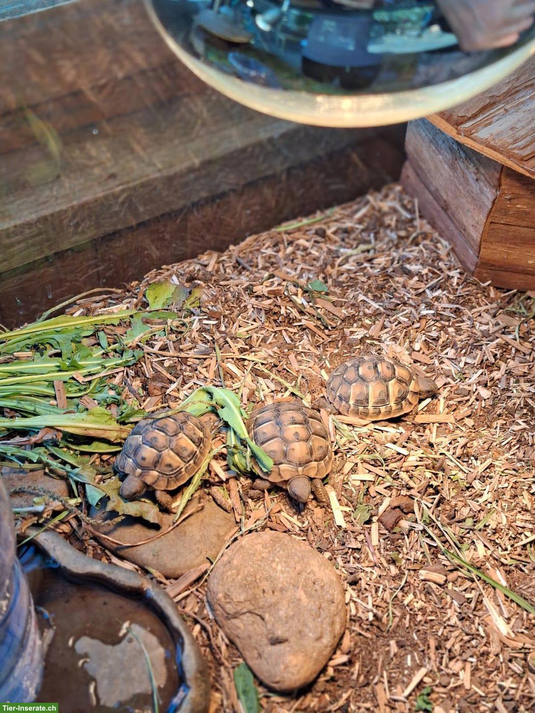 Bild 3: Griechische Landschildkröten Babys zu verkaufen