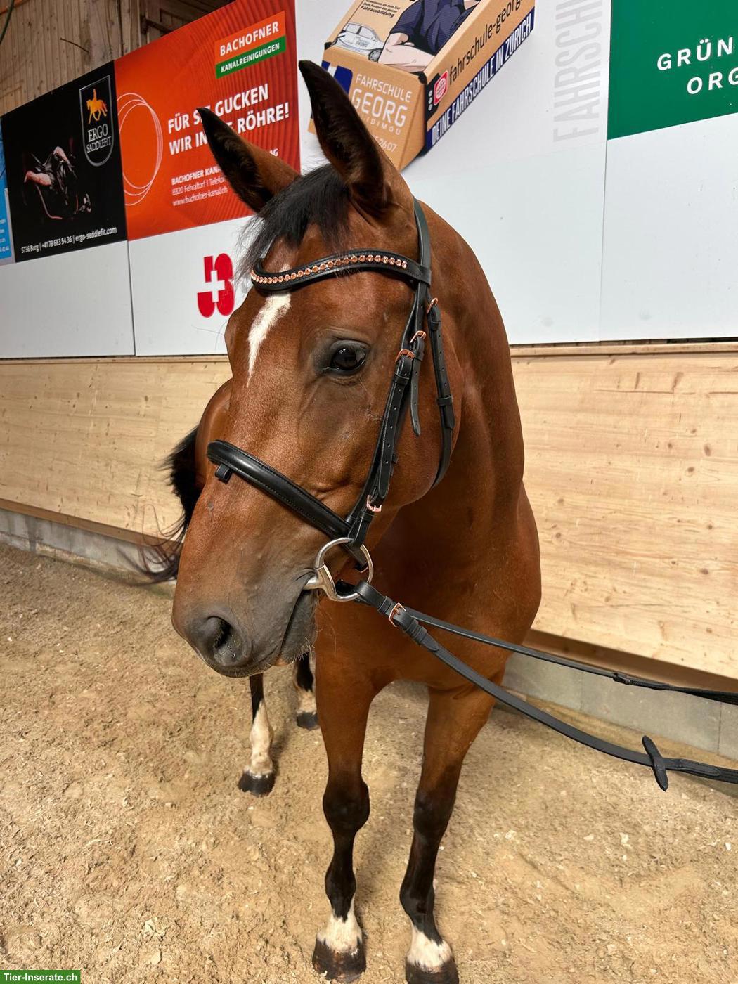 Toller Schweizer Warmblut Wallach zu verkaufen
