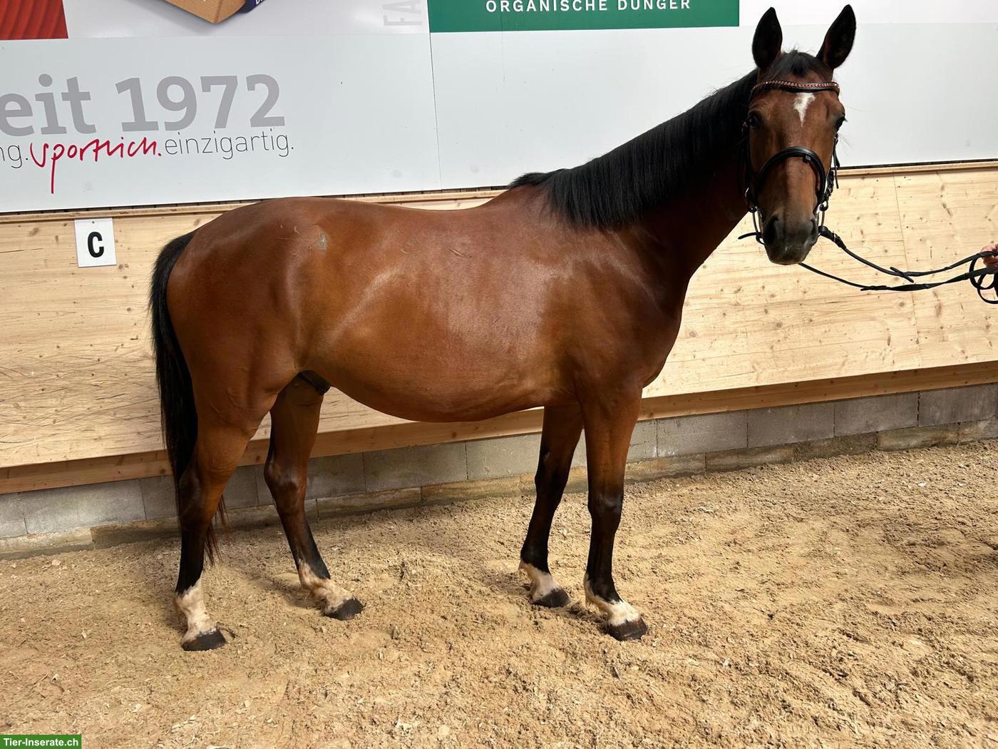 Bild 2: Toller Schweizer Warmblut Wallach zu verkaufen