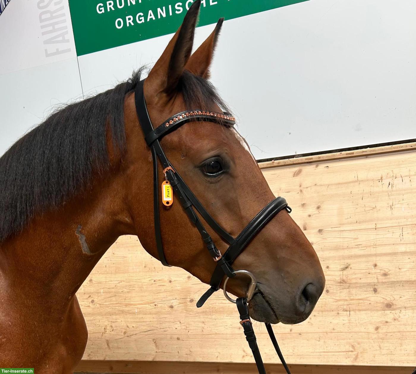 Bild 3: Toller Schweizer Warmblut Wallach zu verkaufen