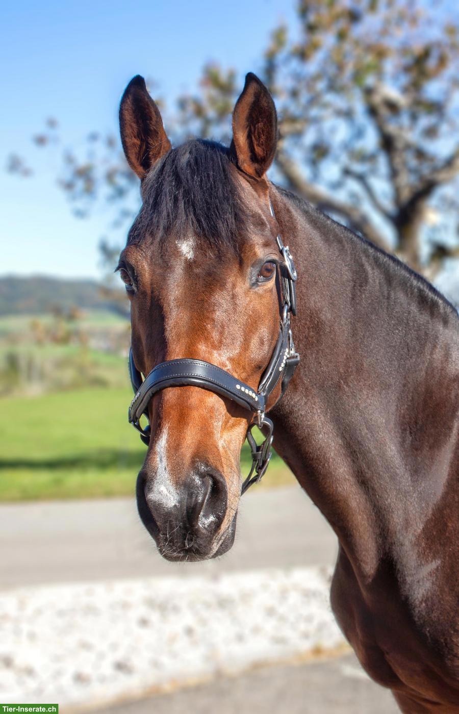 Trakehner Stute, Verlasspferd an Bestplatz abzugeben
