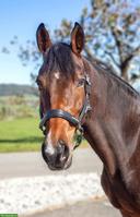 Trakehner Stute, Verlasspferd an Bestplatz abzugeben