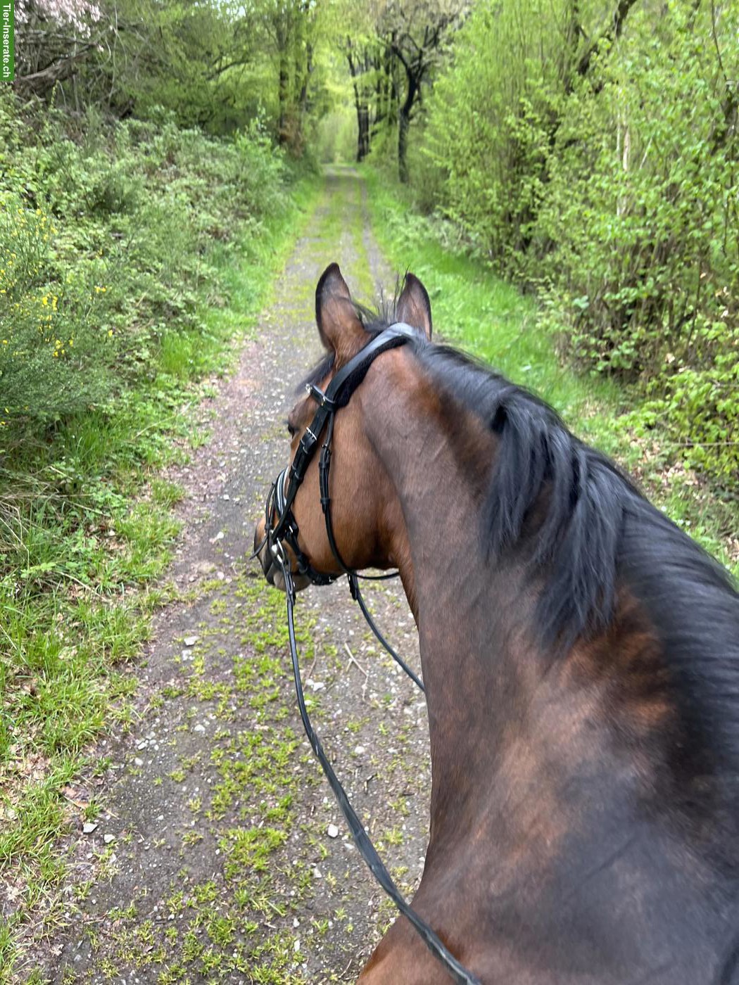Bild 2: Trakehner Stute, Verlasspferd an Bestplatz abzugeben