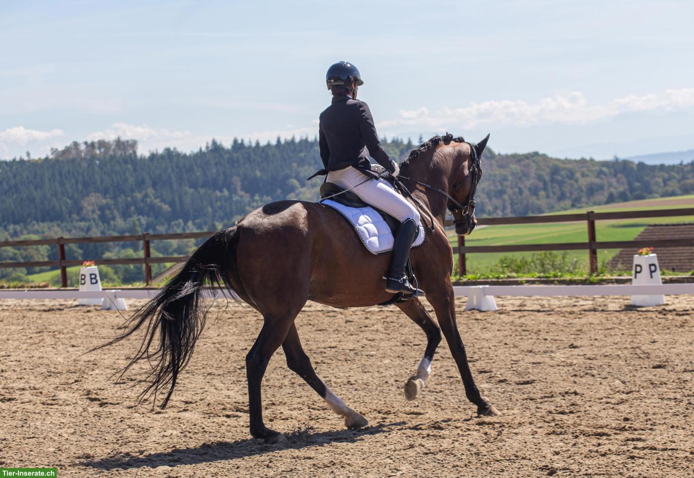 Bild 3: Trakehner Stute, Verlasspferd an Bestplatz abzugeben