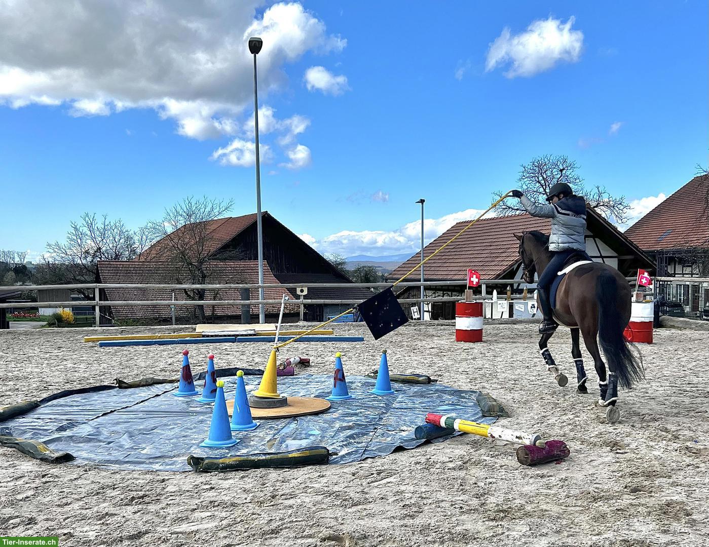 Bild 4: Trakehner Stute, Verlasspferd an Bestplatz abzugeben
