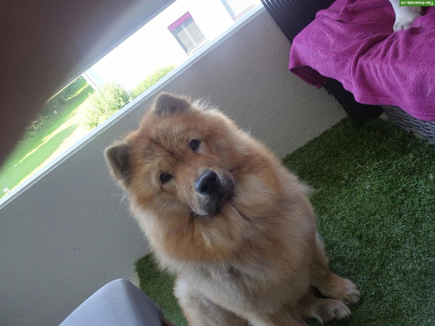 Chow Chow Hündin sucht neues Zuhause