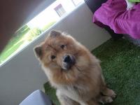 Chow Chow Hündin sucht neues Zuhause
