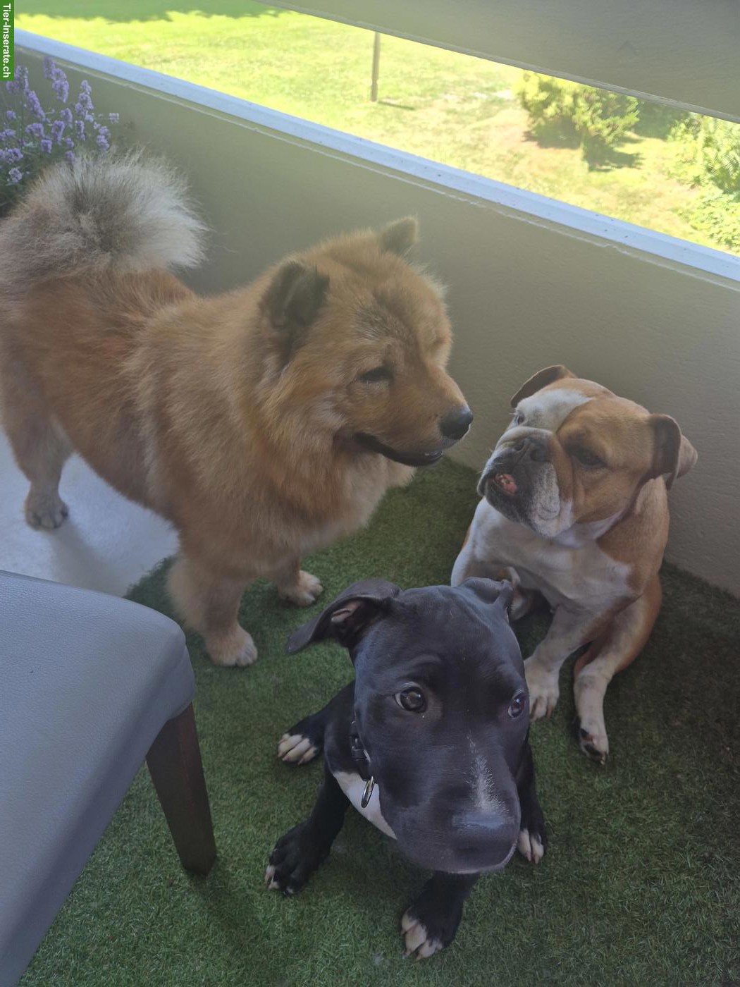 Bild 2: Chow Chow Hündin sucht neues Zuhause