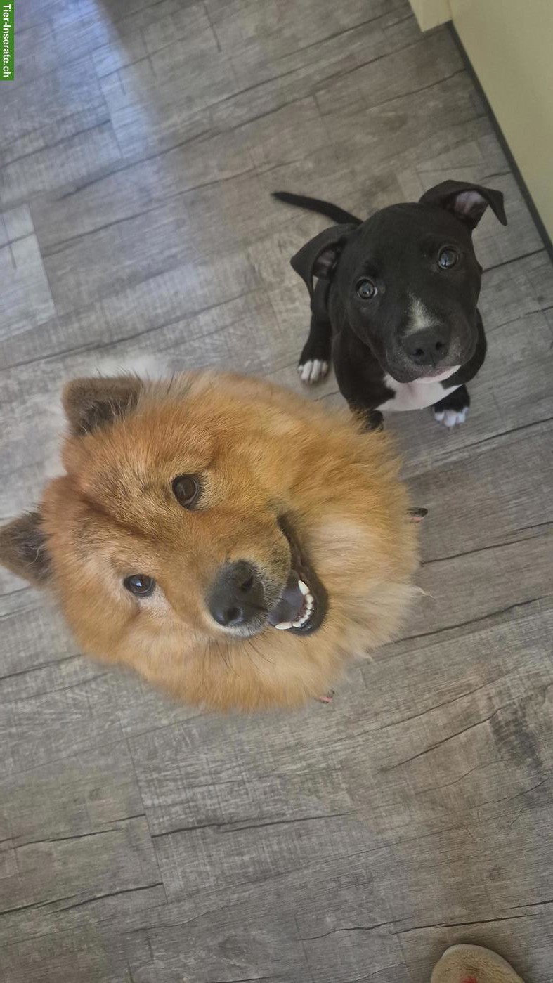 Bild 3: Chow Chow Hündin sucht neues Zuhause