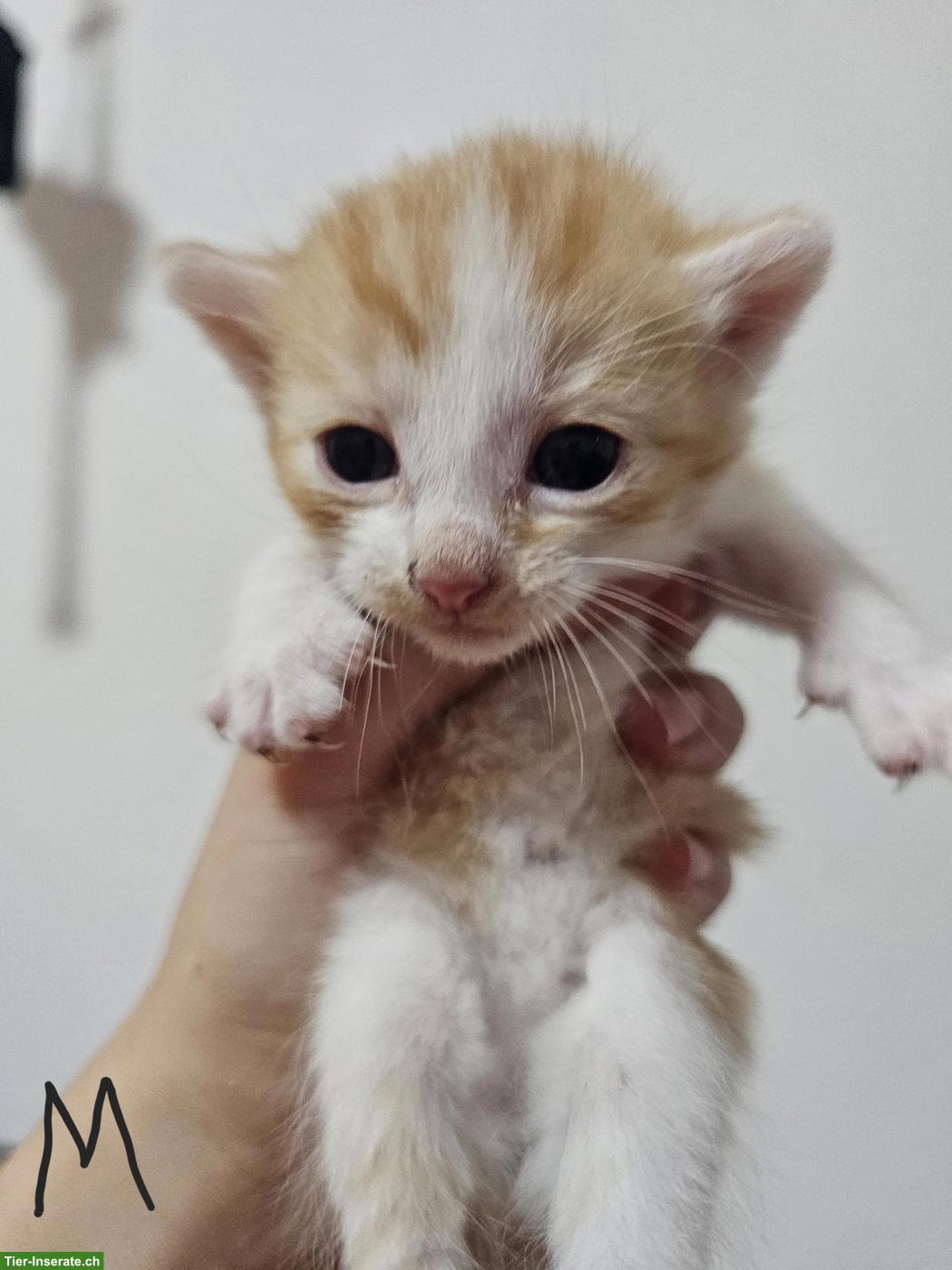6 süsse europäische Kurzhaar Kitten suchen neues Zuhause