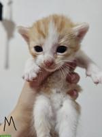 6 süsse europäische Kurzhaar Kitten suchen neues Zuhause