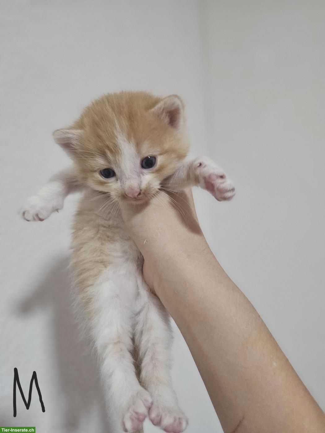 Bild 2: 6 süsse europäische Kurzhaar Kitten suchen neues Zuhause