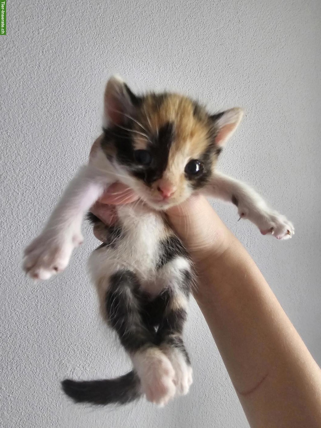 Bild 3: 6 süsse europäische Kurzhaar Kitten suchen neues Zuhause