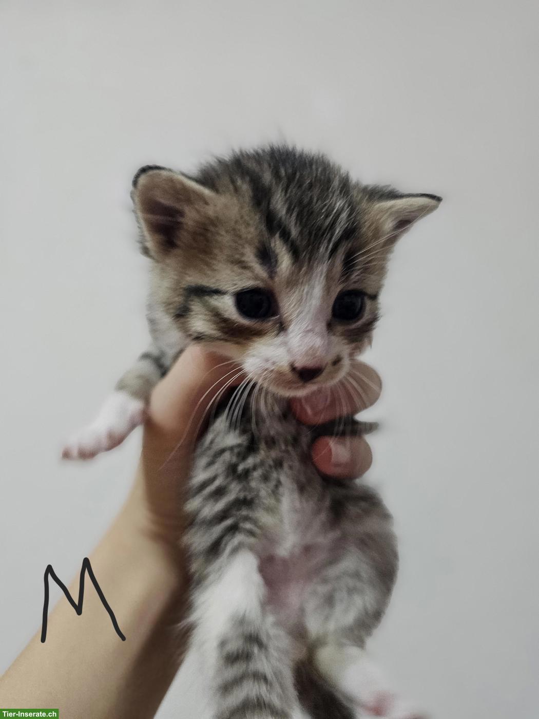 Bild 4: 6 süsse europäische Kurzhaar Kitten suchen neues Zuhause