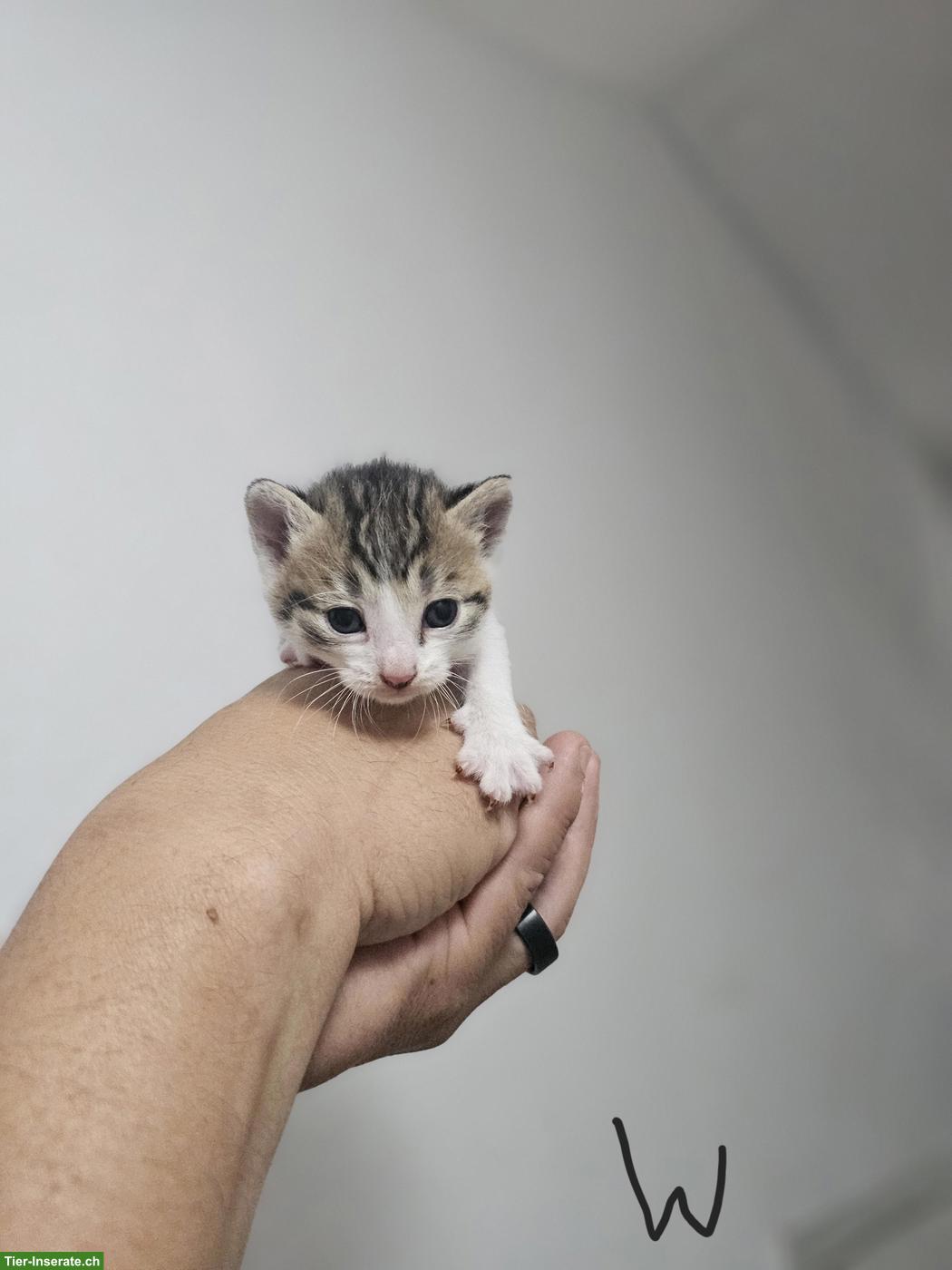 Bild 5: 6 süsse europäische Kurzhaar Kitten suchen neues Zuhause
