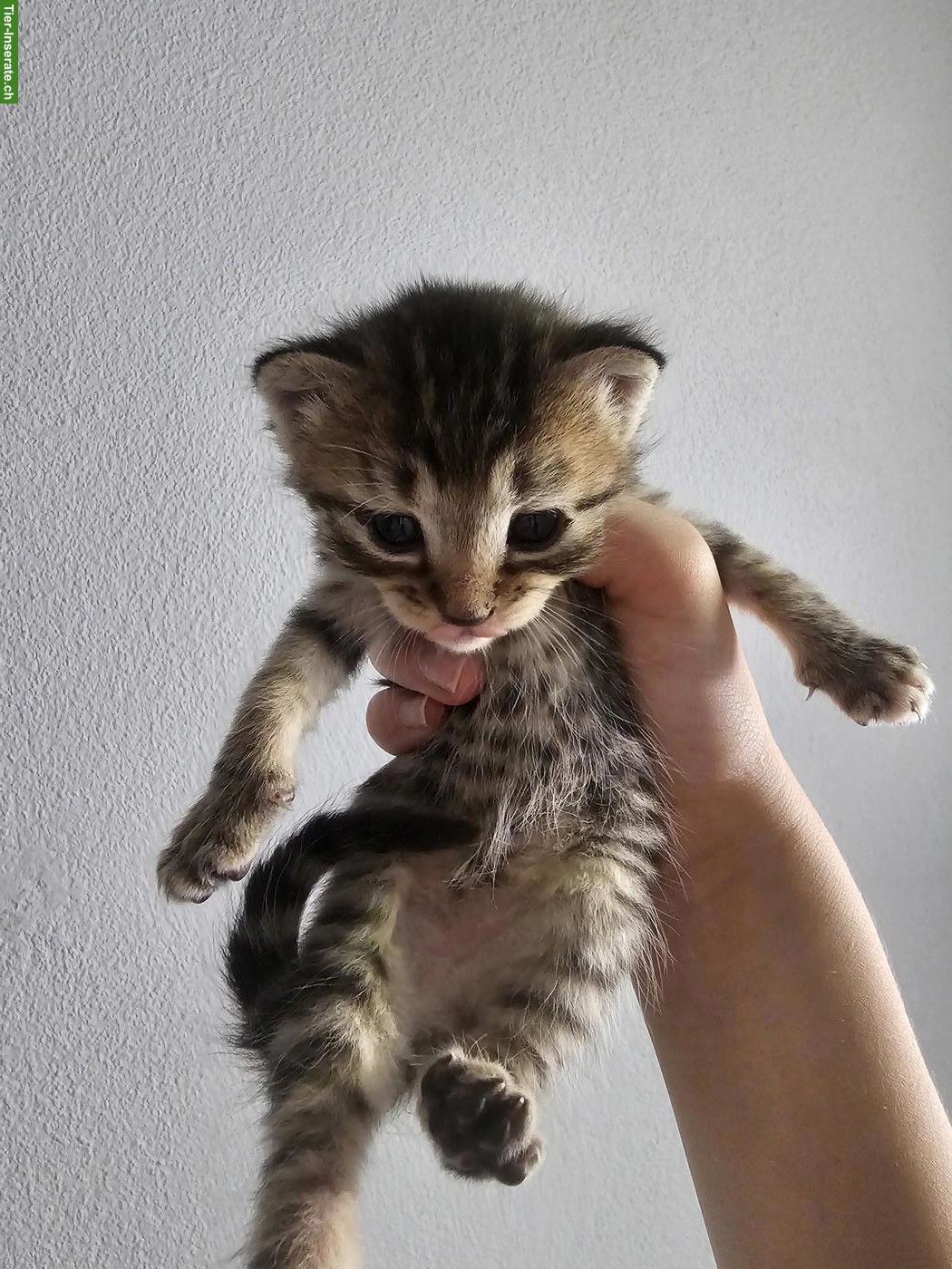 Bild 6: 6 süsse europäische Kurzhaar Kitten suchen neues Zuhause
