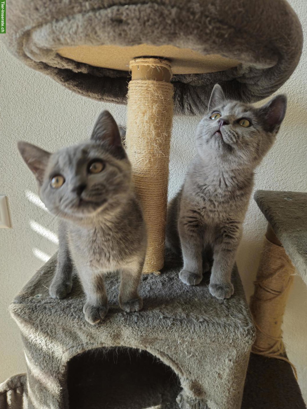 2 süsse BKH Kitten, geimpft & gechipt