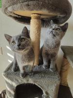 2 süsse BKH Kitten, geimpft & gechipt