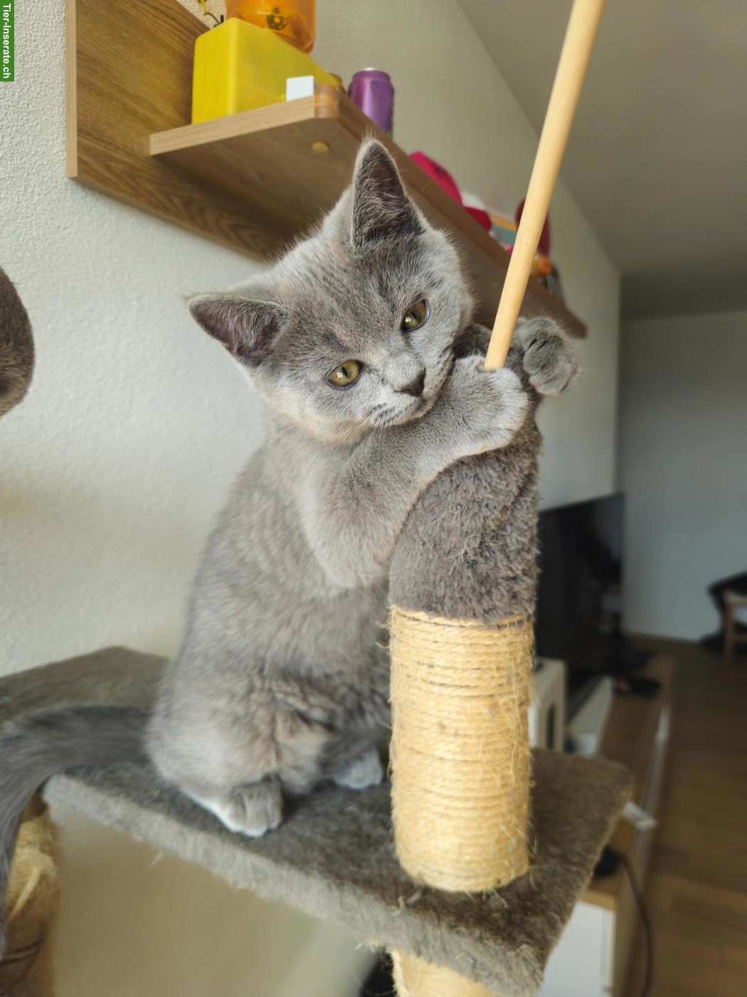 Bild 2: 2 süsse BKH Kitten, geimpft & gechipt