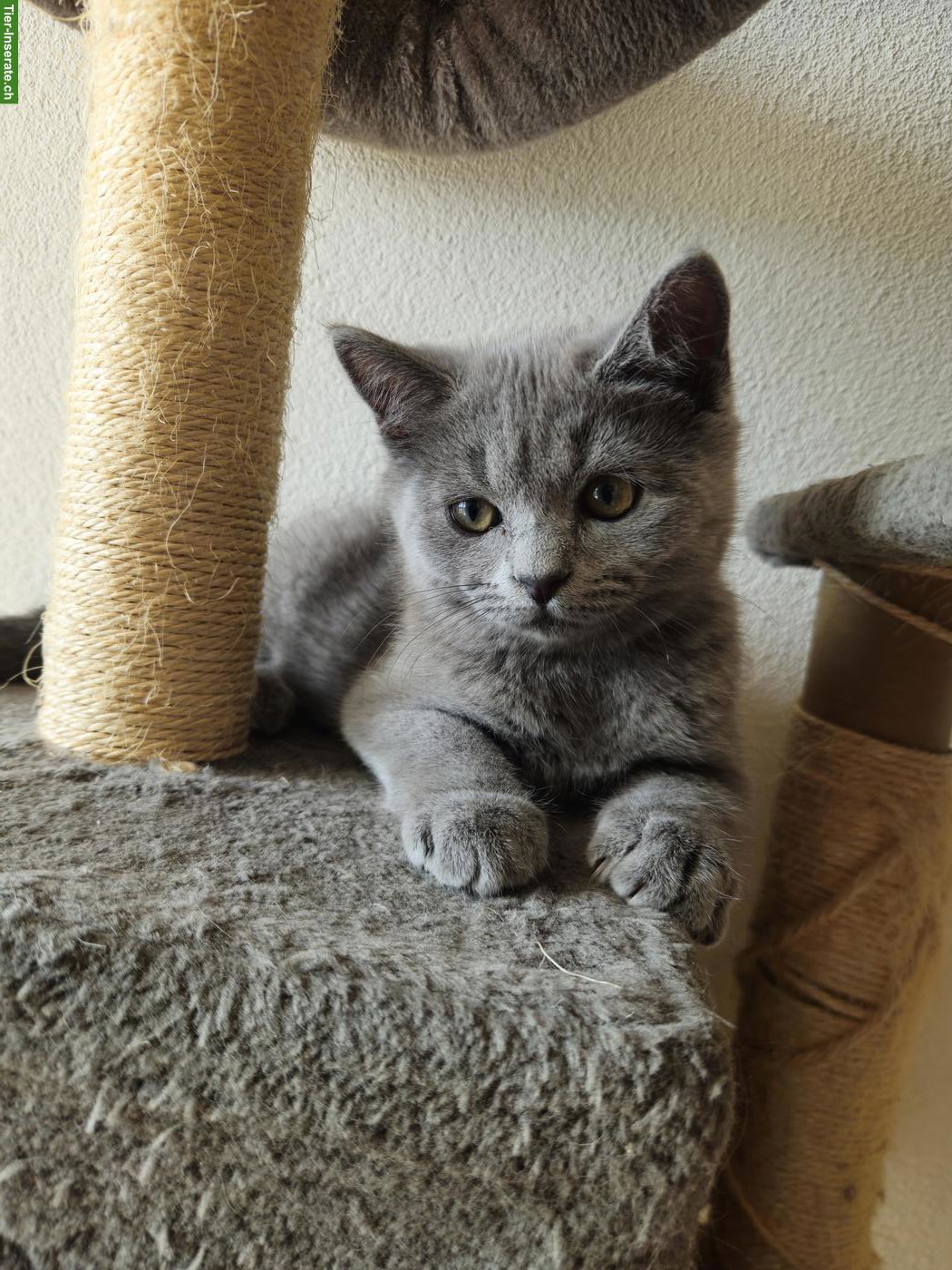 Bild 3: 2 süsse BKH Kitten, geimpft & gechipt