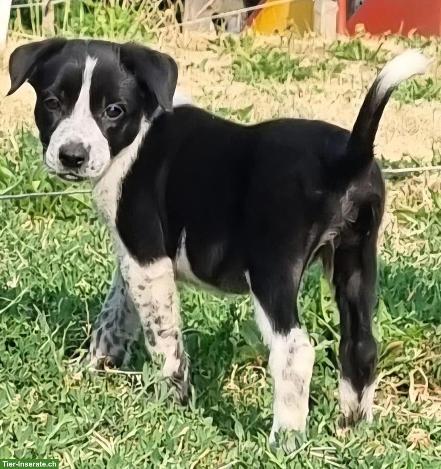 Border Collie Welpen aus Arbeitslinie vom Bauernhof