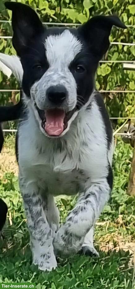 Bild 2: Border Collie Welpen aus Arbeitslinie vom Bauernhof