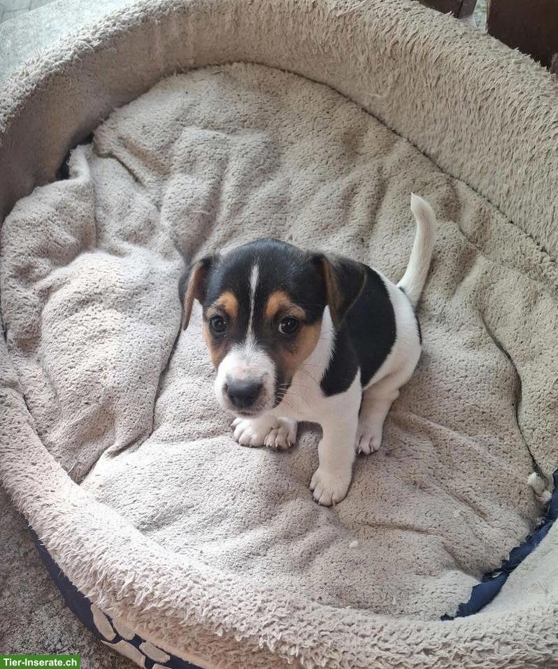 Süsser Jack Russell Terrier Welpe (Mädchen)