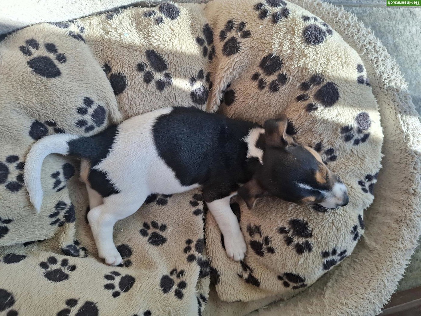 Bild 2: Süsser Jack Russell Terrier Welpe (Mädchen)