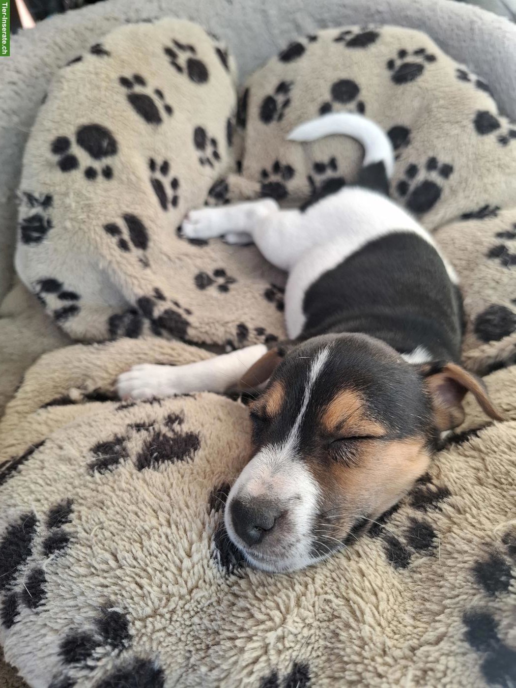 Bild 3: Süsser Jack Russell Terrier Welpe (Mädchen)