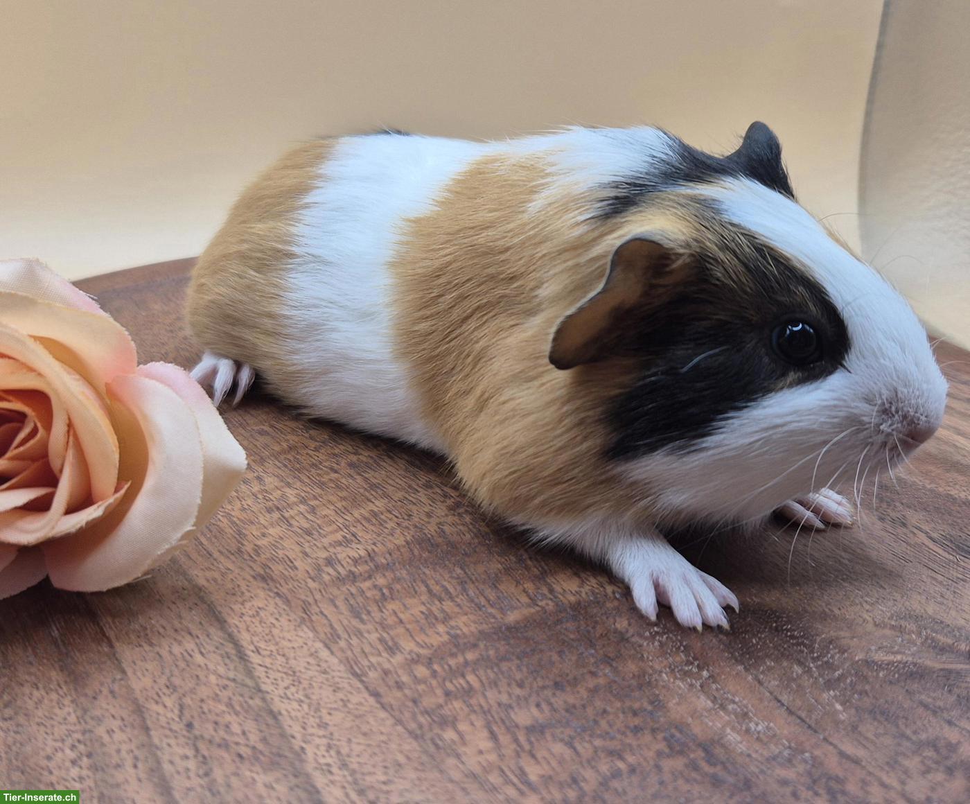Süsses Glatthaar Meerschweinchen Weibchen