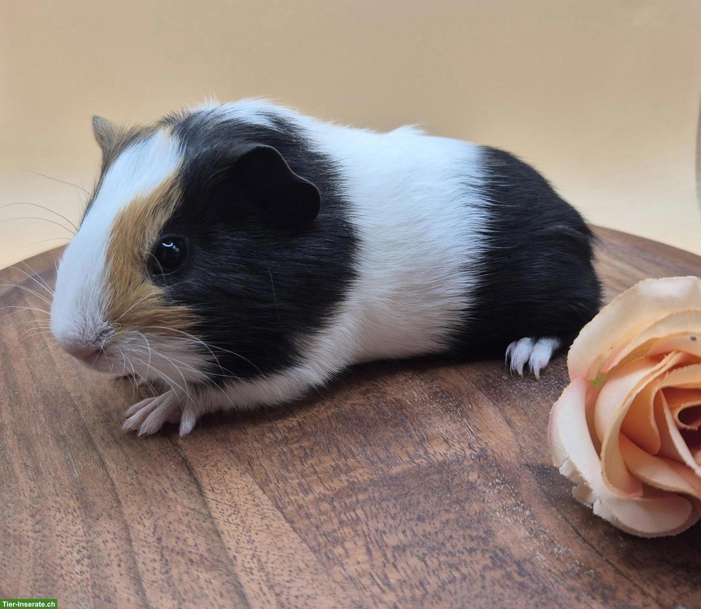 Bild 2: Süsses Glatthaar Meerschweinchen Weibchen