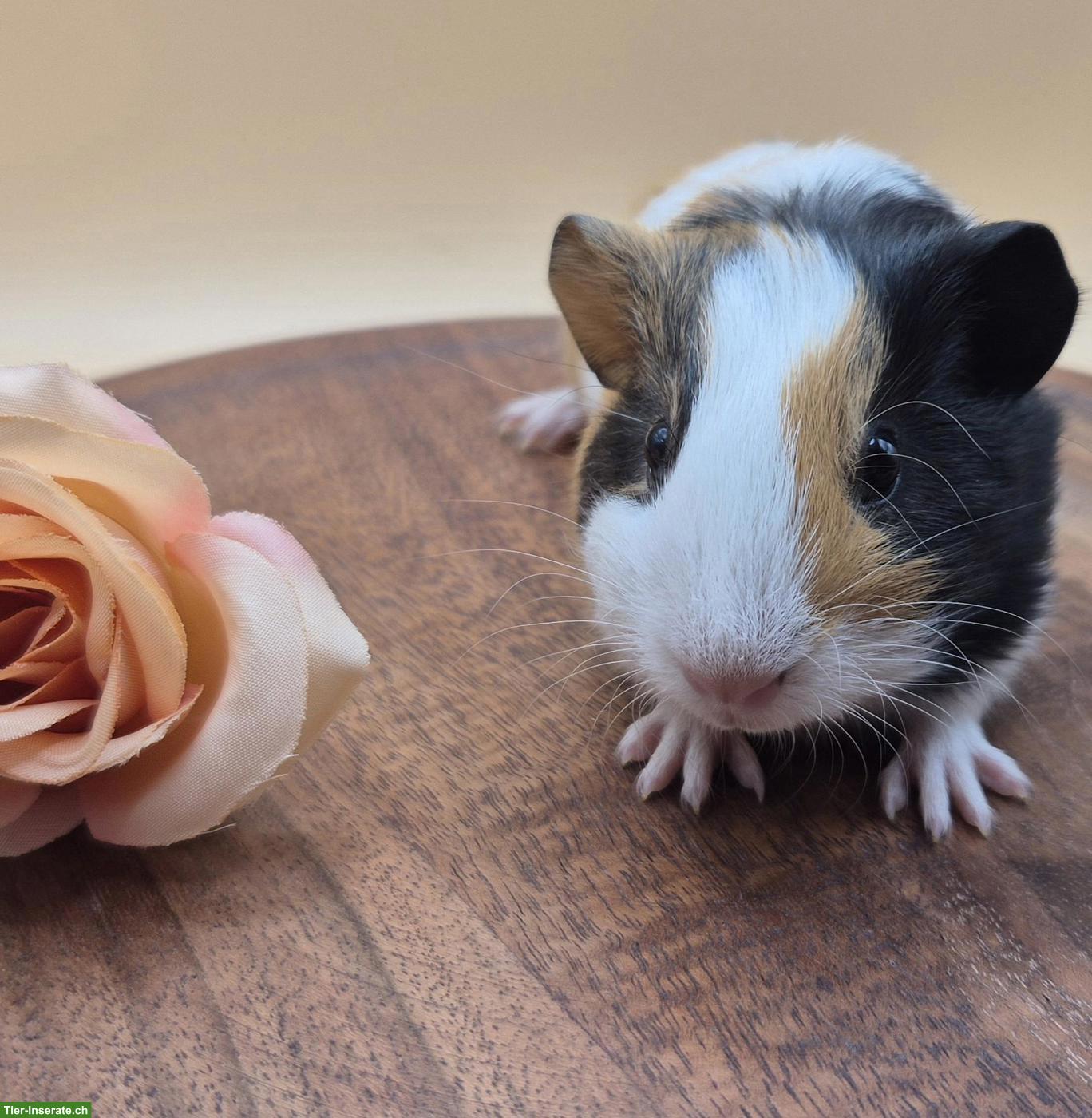 Bild 3: Süsses Glatthaar Meerschweinchen Weibchen