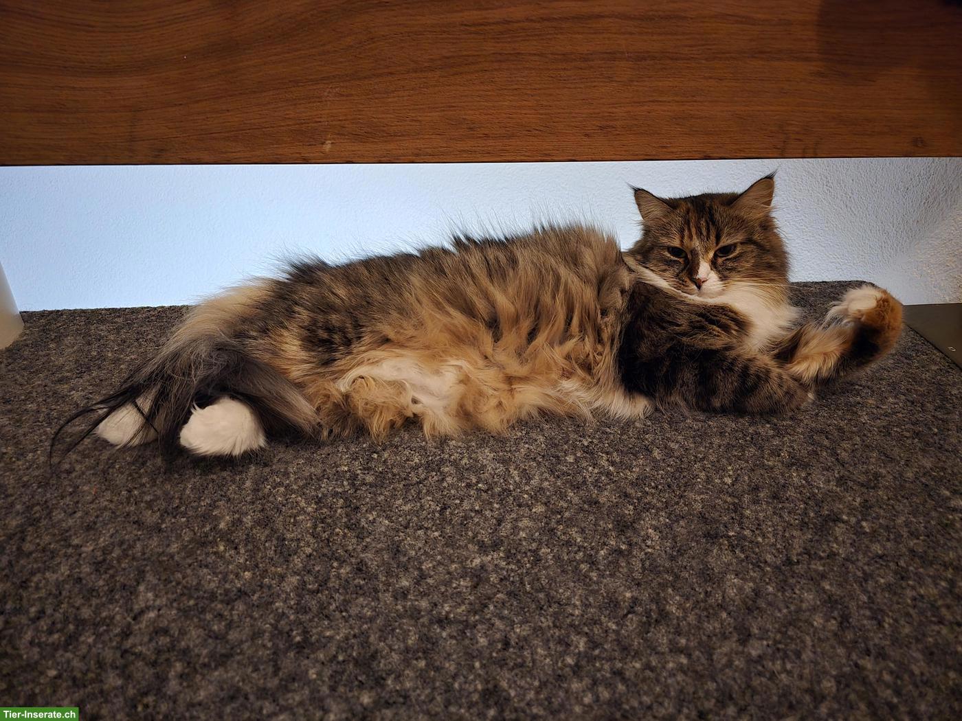 Ragdoll x Neva Masquarade Kätzin