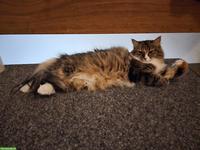 Ragdoll x Neva Masquarade Kätzin