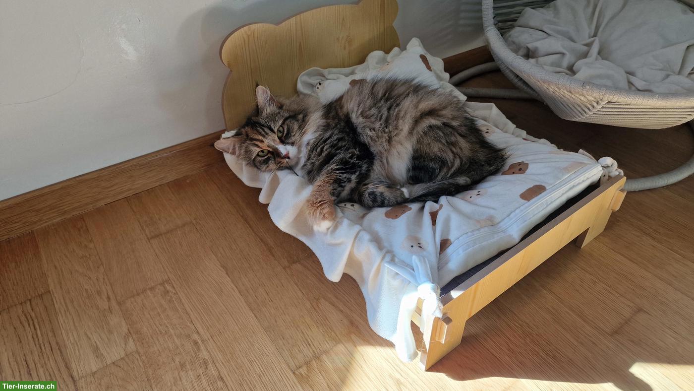 Bild 4: Ragdoll x Neva Masquarade Kätzin