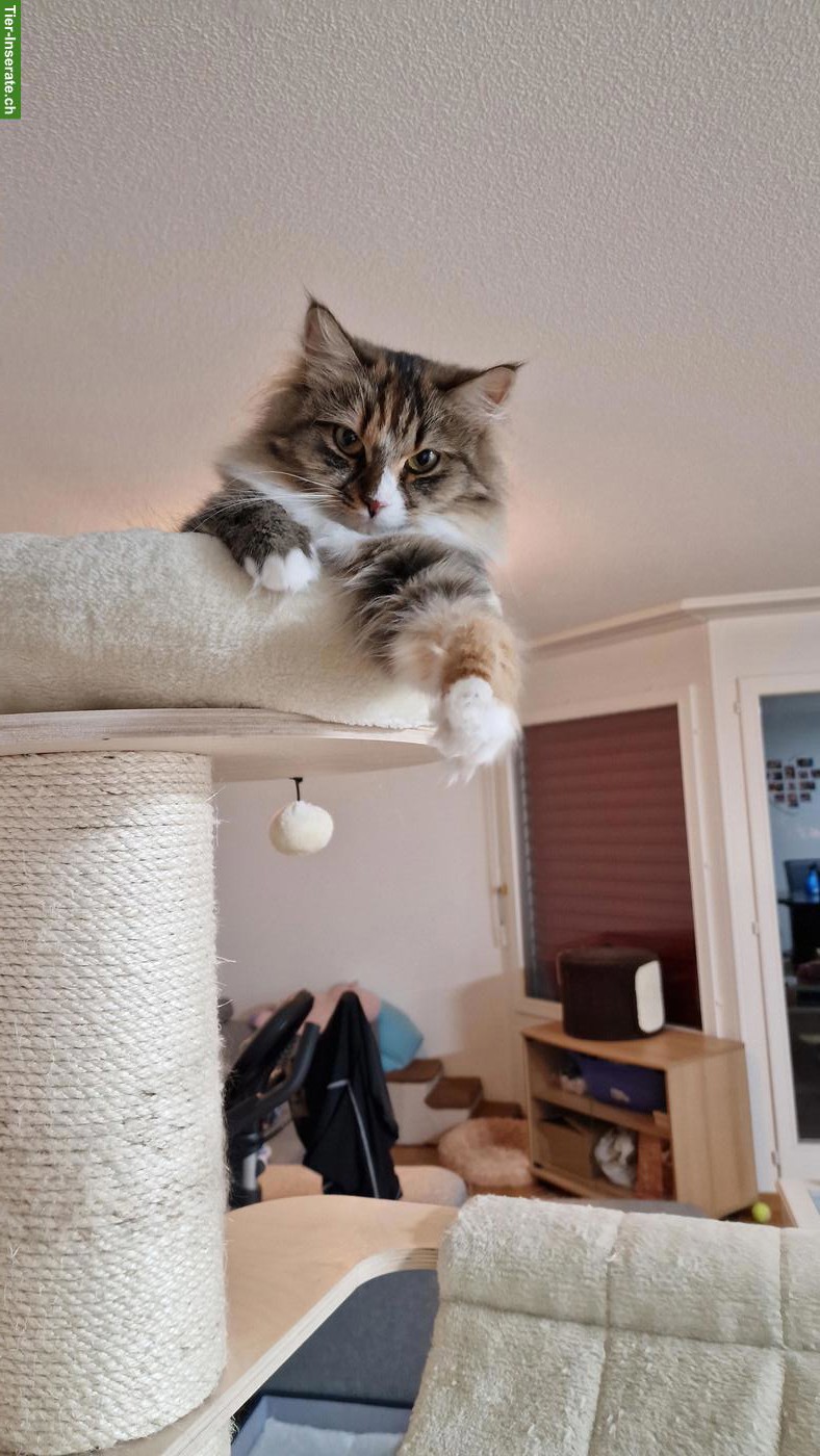 Bild 5: Ragdoll x Neva Masquarade Kätzin